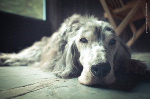 an english setter therapy dog taking a nap