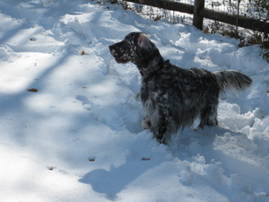 Lily enjoying the snow