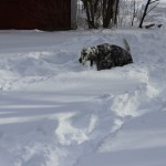 Annie walks the trails.