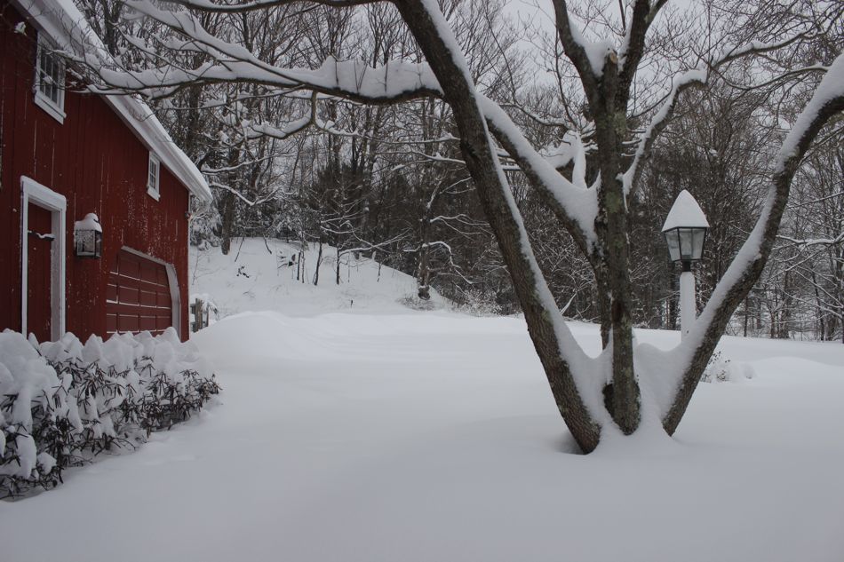 Scene through our porch door window.  The dogs and I on the inside looking out.