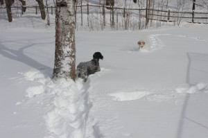 VIOLET MAKES OWN TRACKS