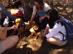 Sweet Athena chills with a group of students in the shade.