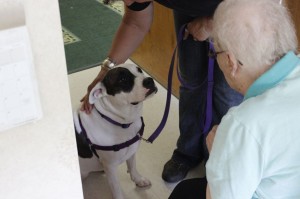 Nursing home resident Ruth gets to visit with little Gidget during her therapy dog evaluation.