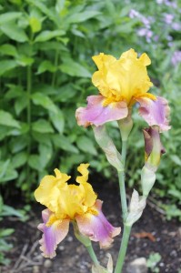 BEARDED IRIS