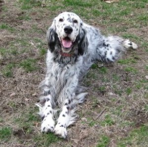 Bird dog Annie post robin adventure.  She's one happy dog!