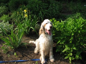 JAMES IN GARDEN