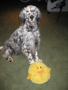 Annie with her favorite toy Chicky.