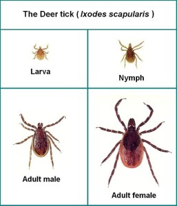 Chart:  American Lyme Disease Foundation, Inc.