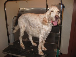 James had a puppy clip, removing much unwanted fur.  He's smiling and wagging his tail.