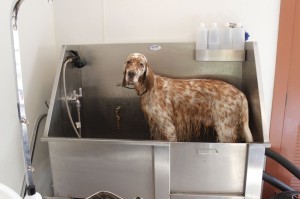 King in the tub