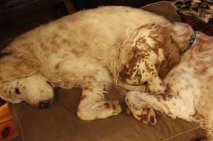 James on left side of bed, King squeezing in on the right.