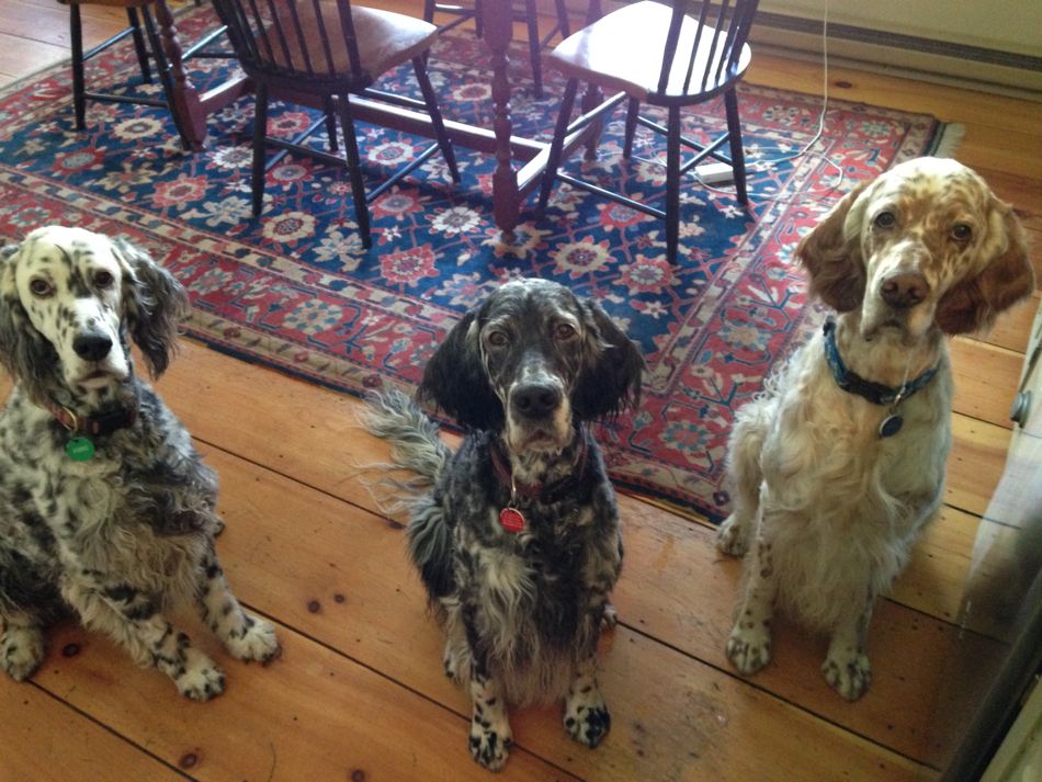 Our three trained to wait patiently for dinner.