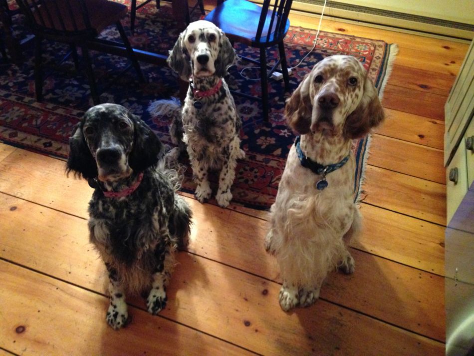 English Setters Lily, Annie, and King sit together looking out to all who view their photo