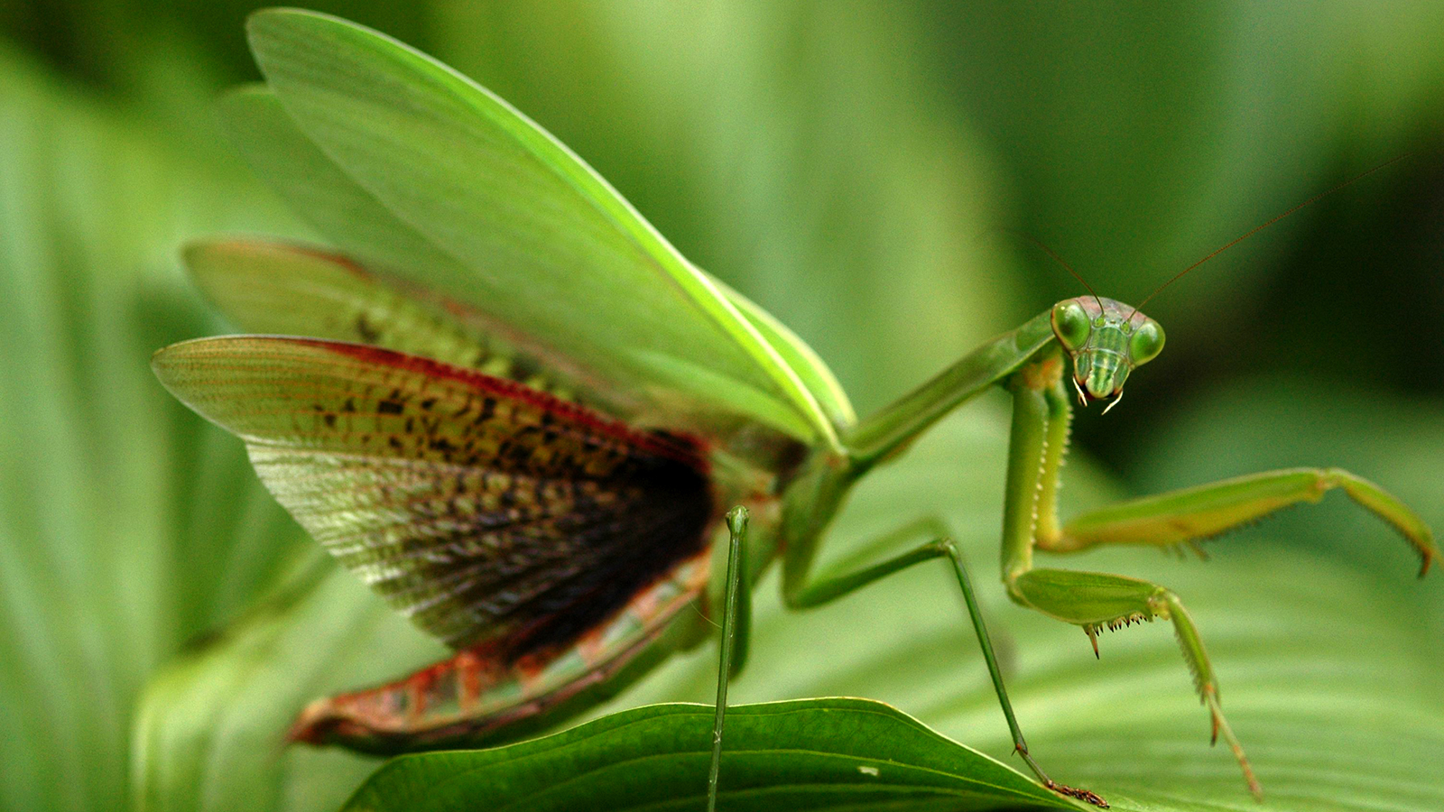 Praying Mantis is brilliant green and is 4-5 inches long