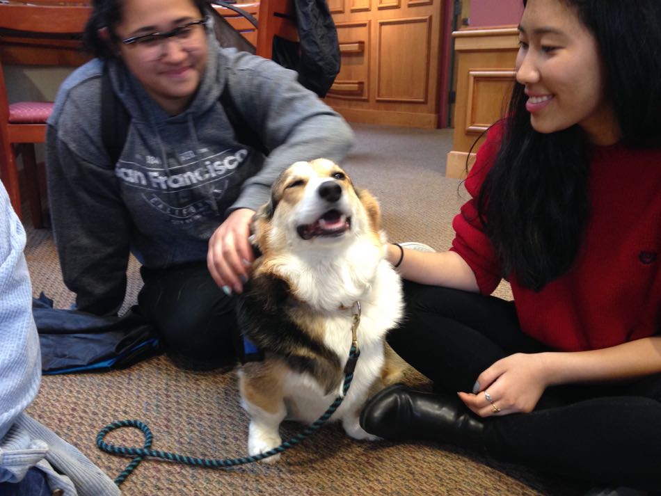 At Bay Path University, Bright Spot Therapy Dog Arlo relaxes students preparing for exams