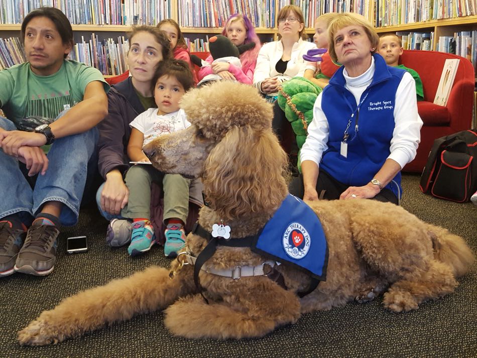 Therapy Dog Rowan red standard poodle listens to author at Eric Carle book talk