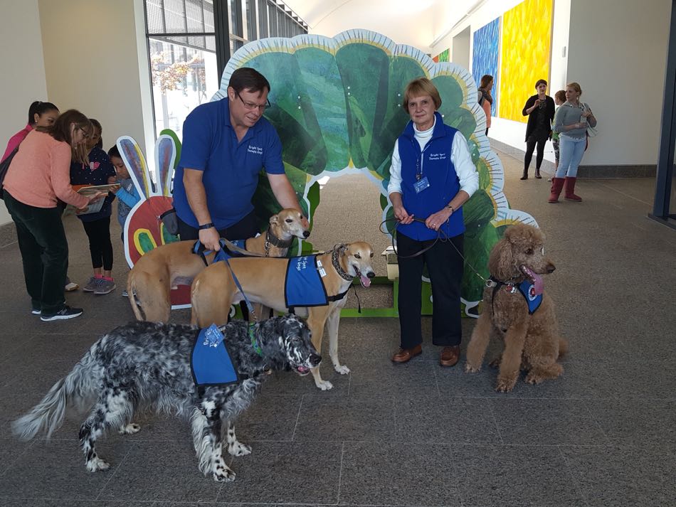 reading buddy dogs, rowan red standard poodle, Lily English Setter, Max and Milo fawn greyhounds