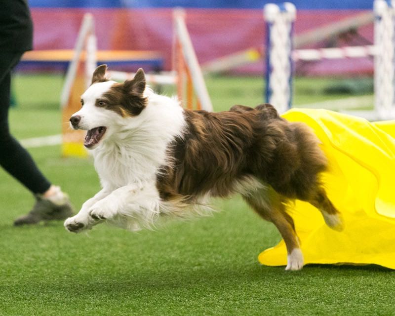 Enjoy watching therapy dog James perform and Agility routine