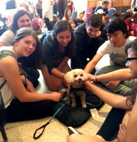 Toy poodle Peanut tiniest dog at event gets his share of student attention