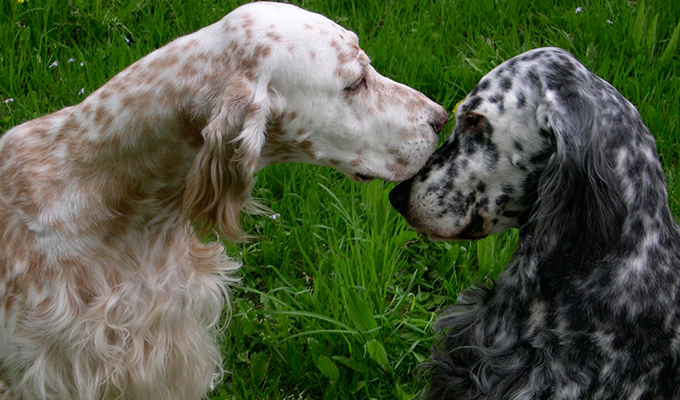 Bright Spot Therapy Dogs Phoebe and Trudi