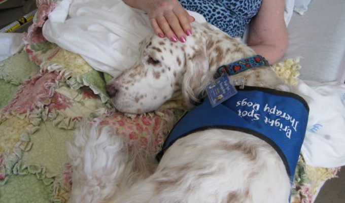 Bright Spot Therapy Dog James with hospice patient