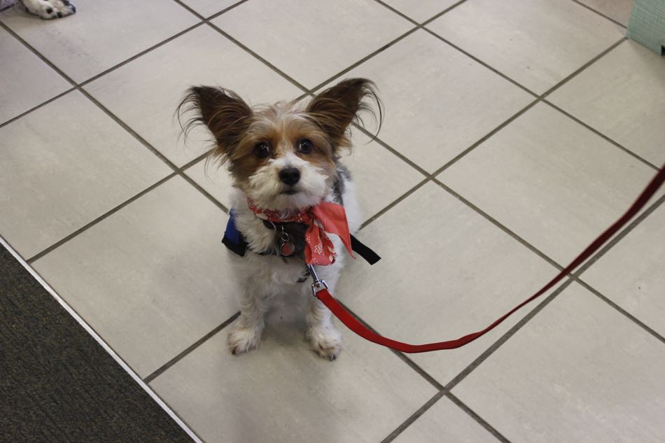 tiny dog with large stand-up pointy ears