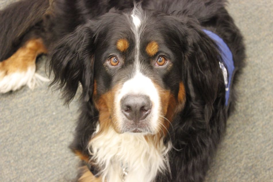 Bernese Mountain dog with black, tan, and white markings