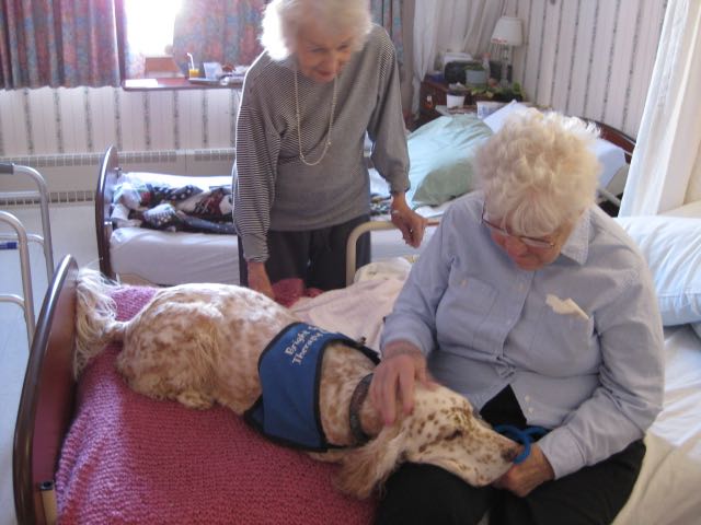 Therapy Dog Julia, an orange belton English Setter, visits two ladies in their room at the nursing home