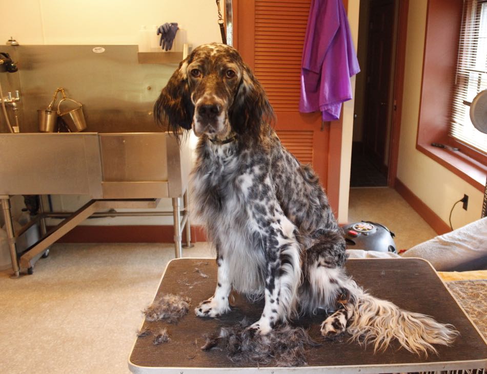 blue belton english setter lily sits on the grooming table and gets trimmed