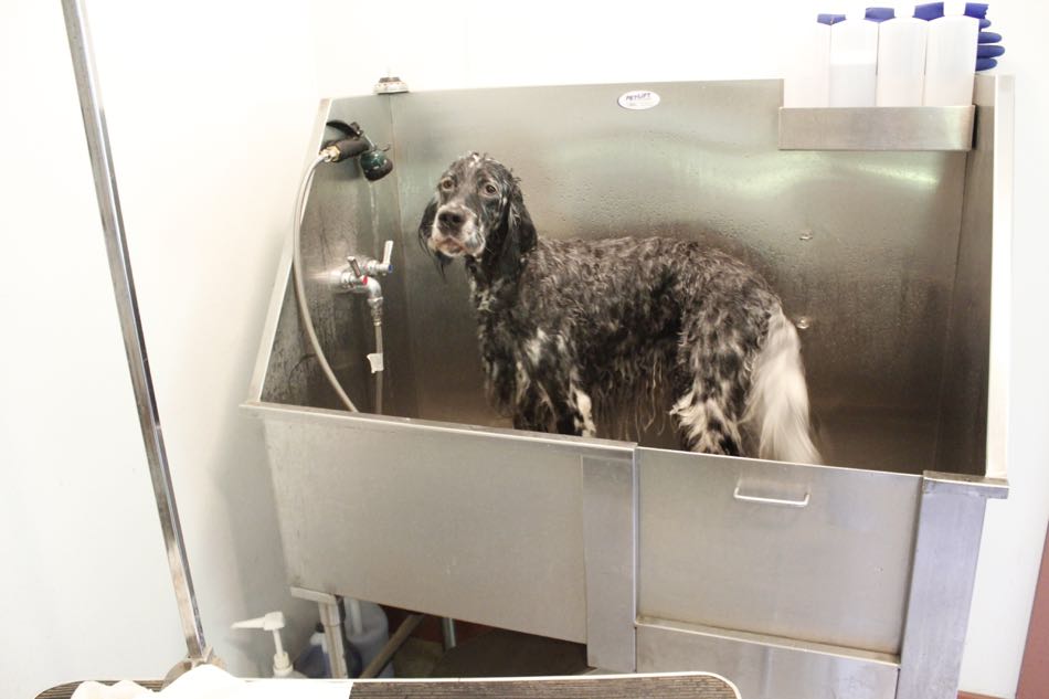 english setter Lily in tub soaking wet