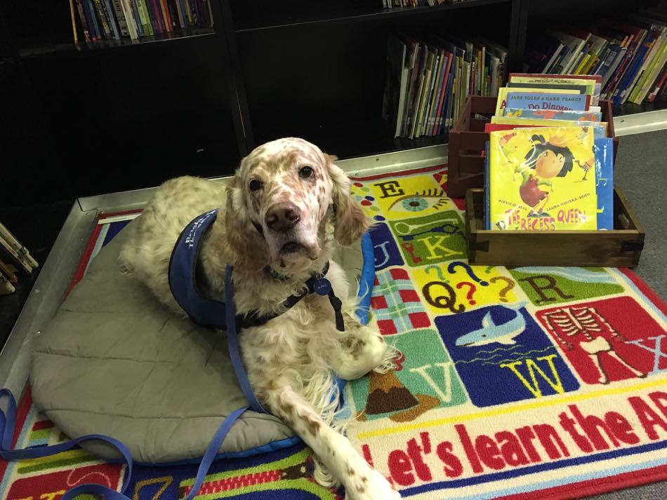 King, an orange belton English Setter settles on his dog bed waiting for his first reader to arrive.