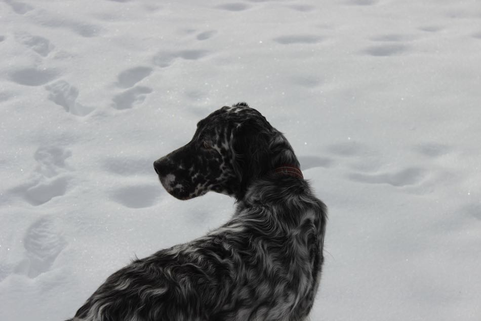 Lily, a blue Belton English Setter, sits in the snow looking for animals in the woods.