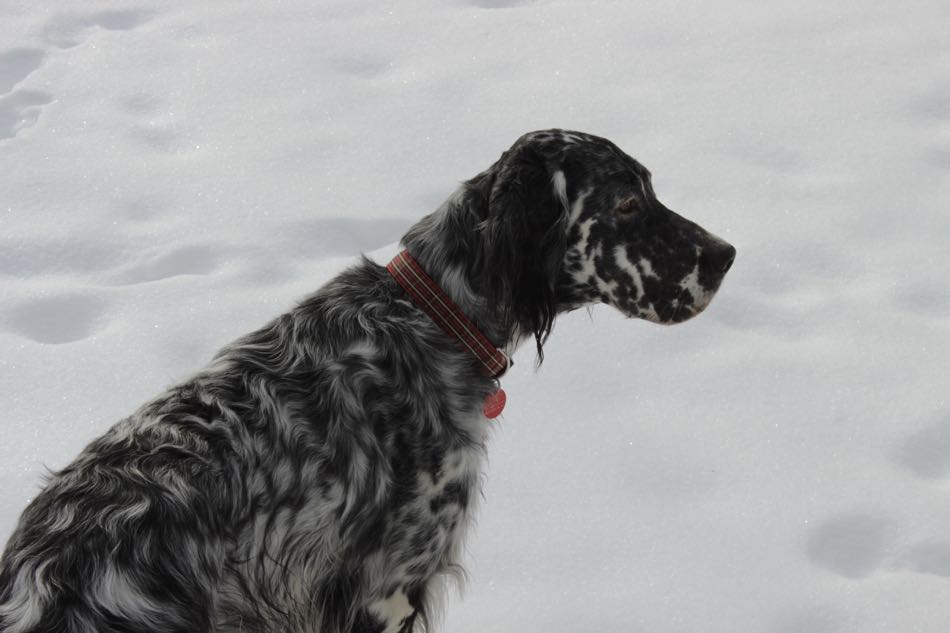 Lily, a blue belton English Setter, sits in the snow watching animal movement in the woods.