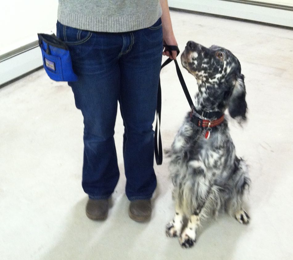 Lily, a blue belton English Setter, sits in heel position next to her owner in training class