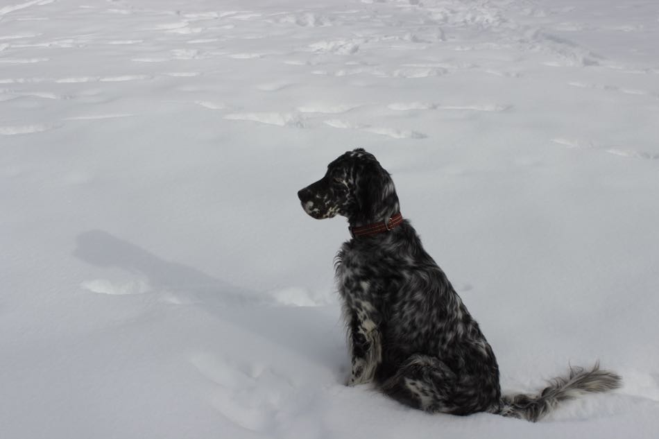 Lily, a blue belton English Setter, sits in the snow gazing at the woods in the distance.