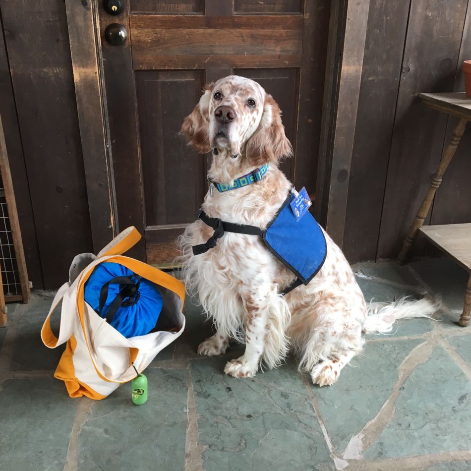 Bright Spot Reading Buddy King is wearing his blue therapy dog vest and is sitting next to his reading bag packed with his bed and his books.