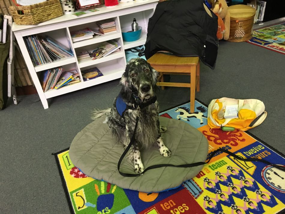 Lily, a blue belton English Setter sits on her dog bed in the school library waiting for her reading to arrive.