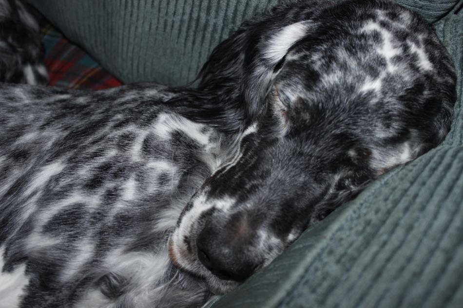 Headshot of Lily, a blue belton English Setter, lying on the blue couch pillow