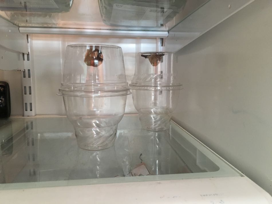 two praying mantis egg cases, each encased in two plastic cups attached together on a shelf in the refrigerator to deter hatching