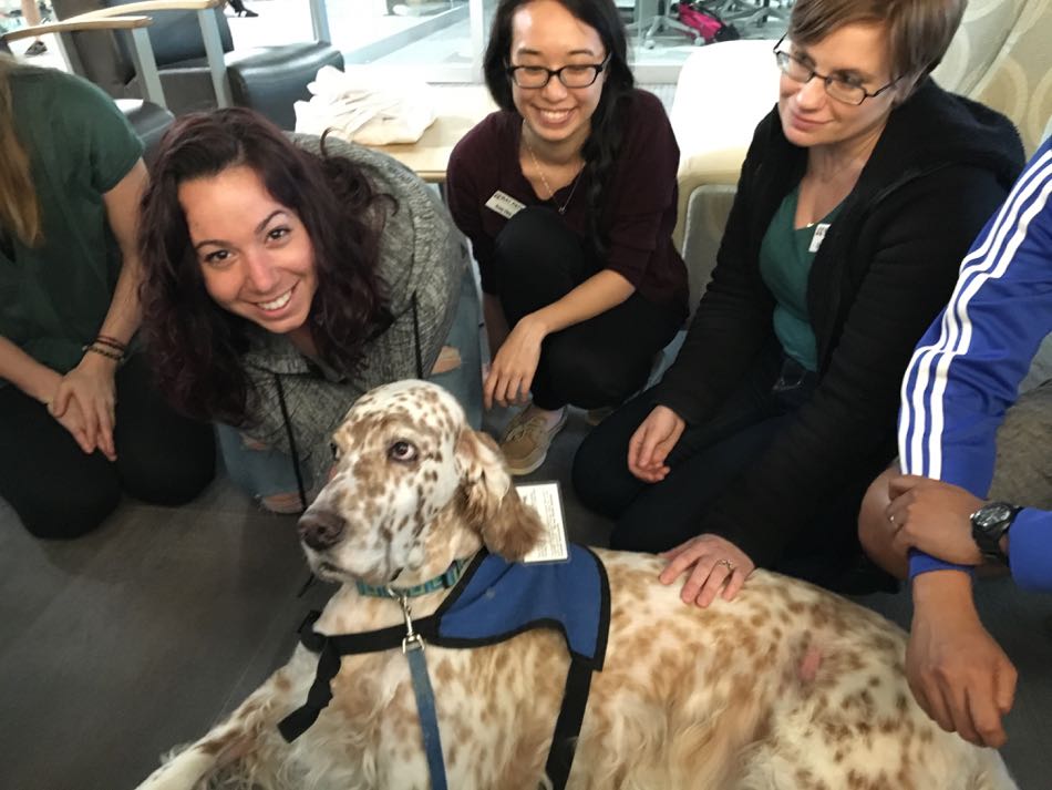 English Setter King, wearing his blue therapy dog vest, enjoys attention from a group of students