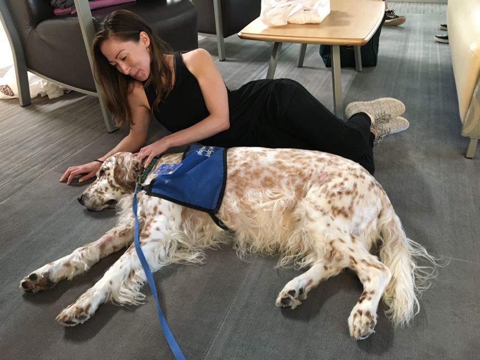 Bright Spot Therapy Dog King an English Setter lies on the floor while being petted by a female student.