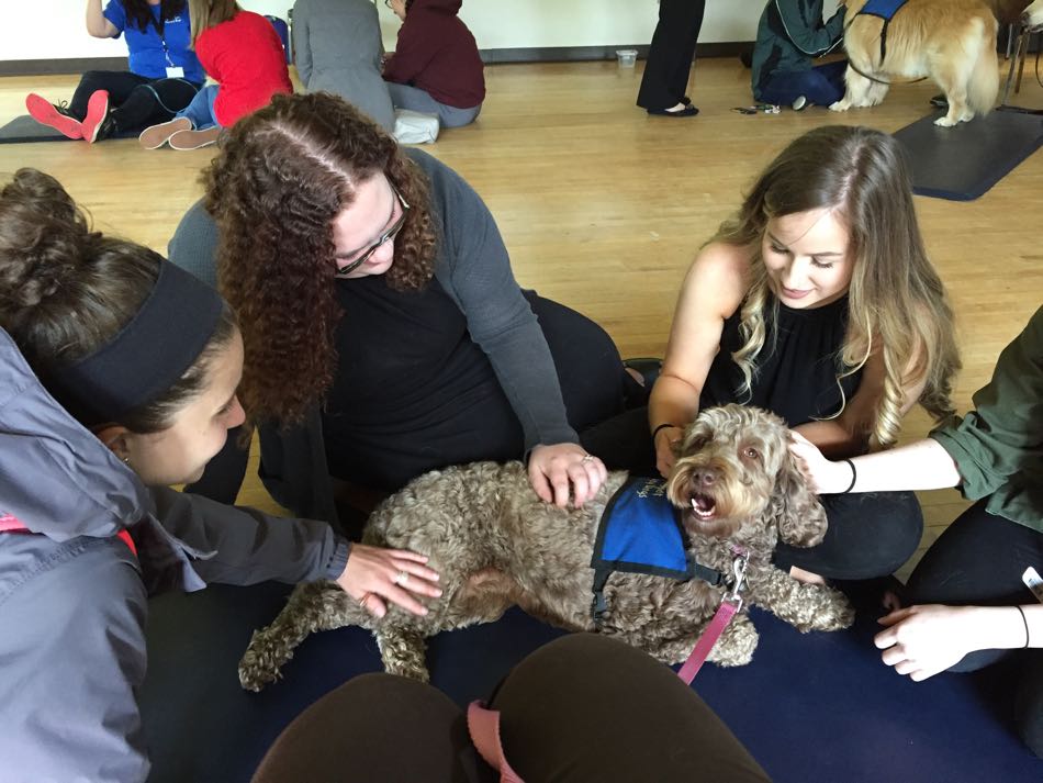 Cadence, a coffee beige Australian Cobber Dog, lies on the floor surrounded by three female students petting her.