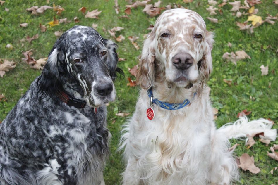 Lily, a blue belton English Setter and King, an orange belton English Setter sit on the grass together.