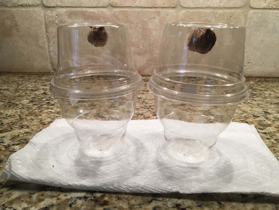 Two Praying Mantis cases housed in plastic drinking cups placed on kitchen counter