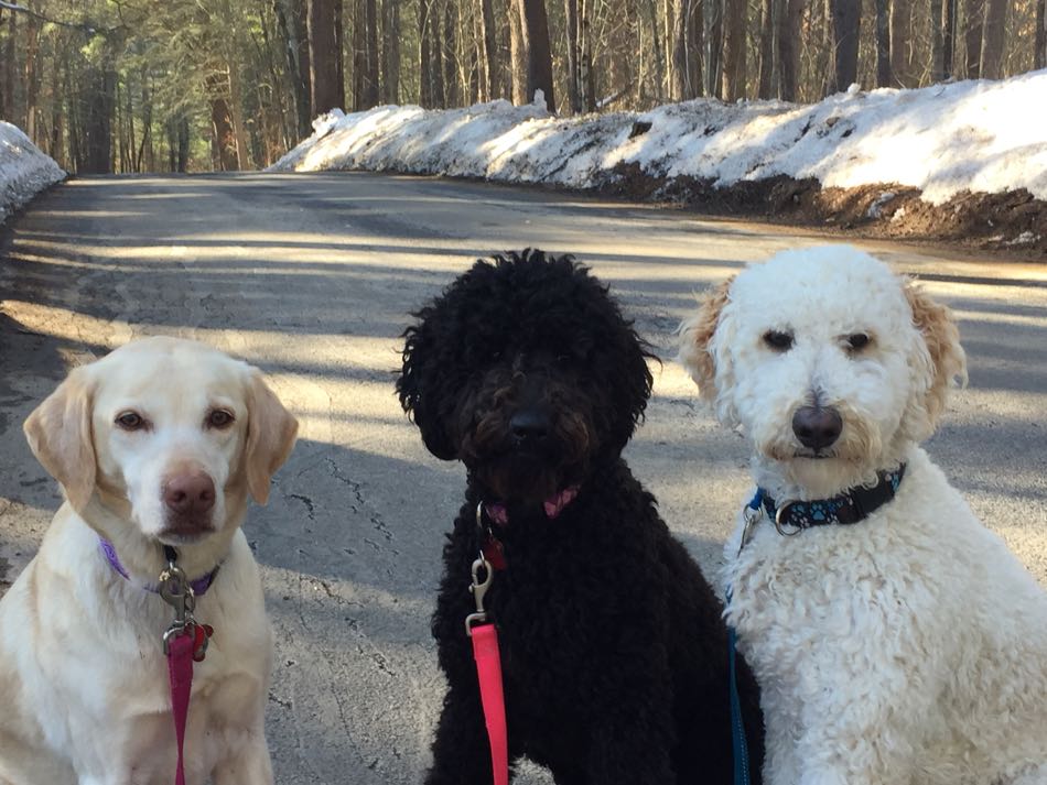 Sophie, a yellow lab, and Betty and Jackson, both labradoodles pose for a photo together at home.