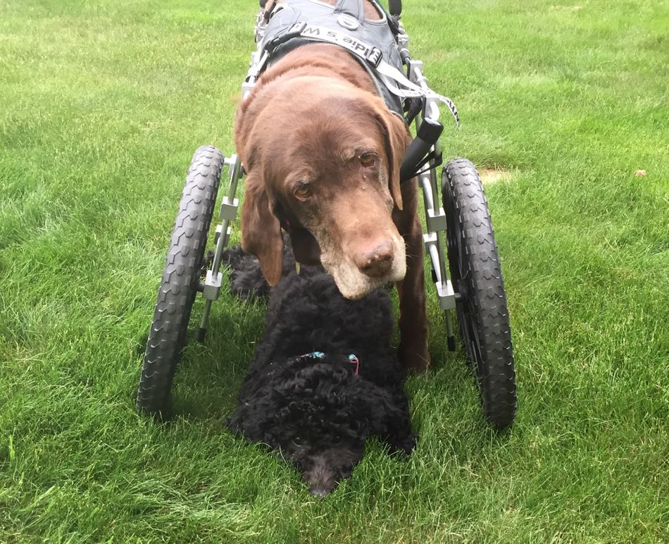 eight week old Betty a black labradoodle and big sister Coco a chocolate lab wearing wearing to support her on three legs bond together at home.