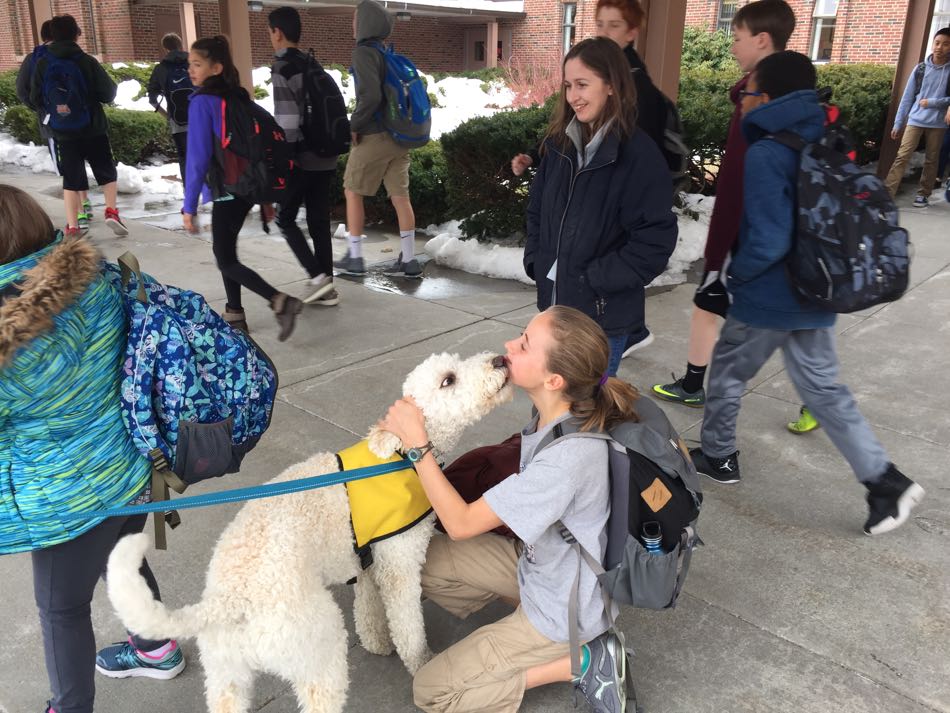 Jackson a white labradoodle wears a yellow therapy dog in training vest and greets a female student as she arrives at school.