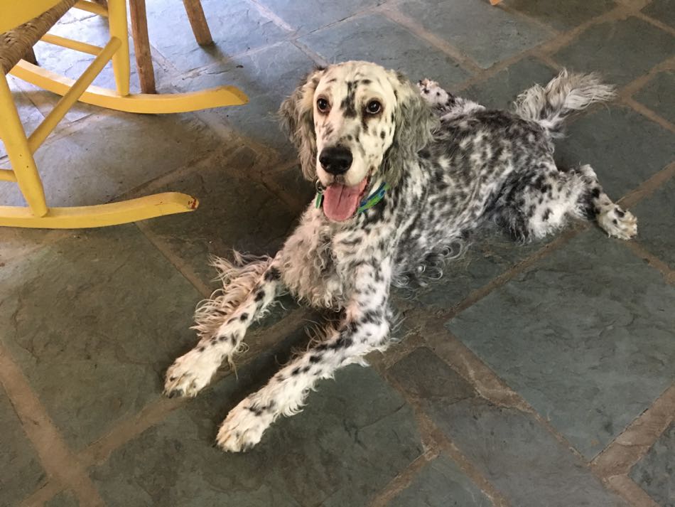 Blue Belton English Setter Annie lies on the porch post walk.