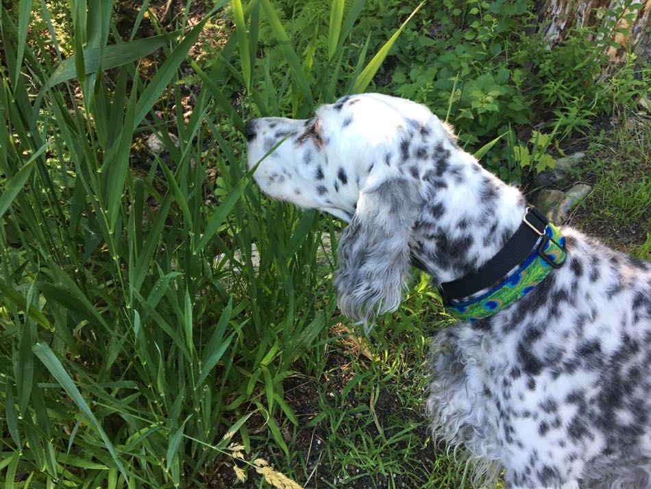 English Setter Annie investigates the long grasses on the side of the road.