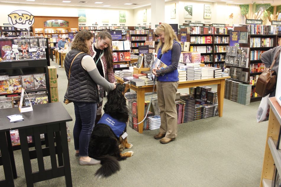 Bright Spot Therapy Dog Keazli, a Bernese Mountain Dog, along with her teammate, interact with shoppers